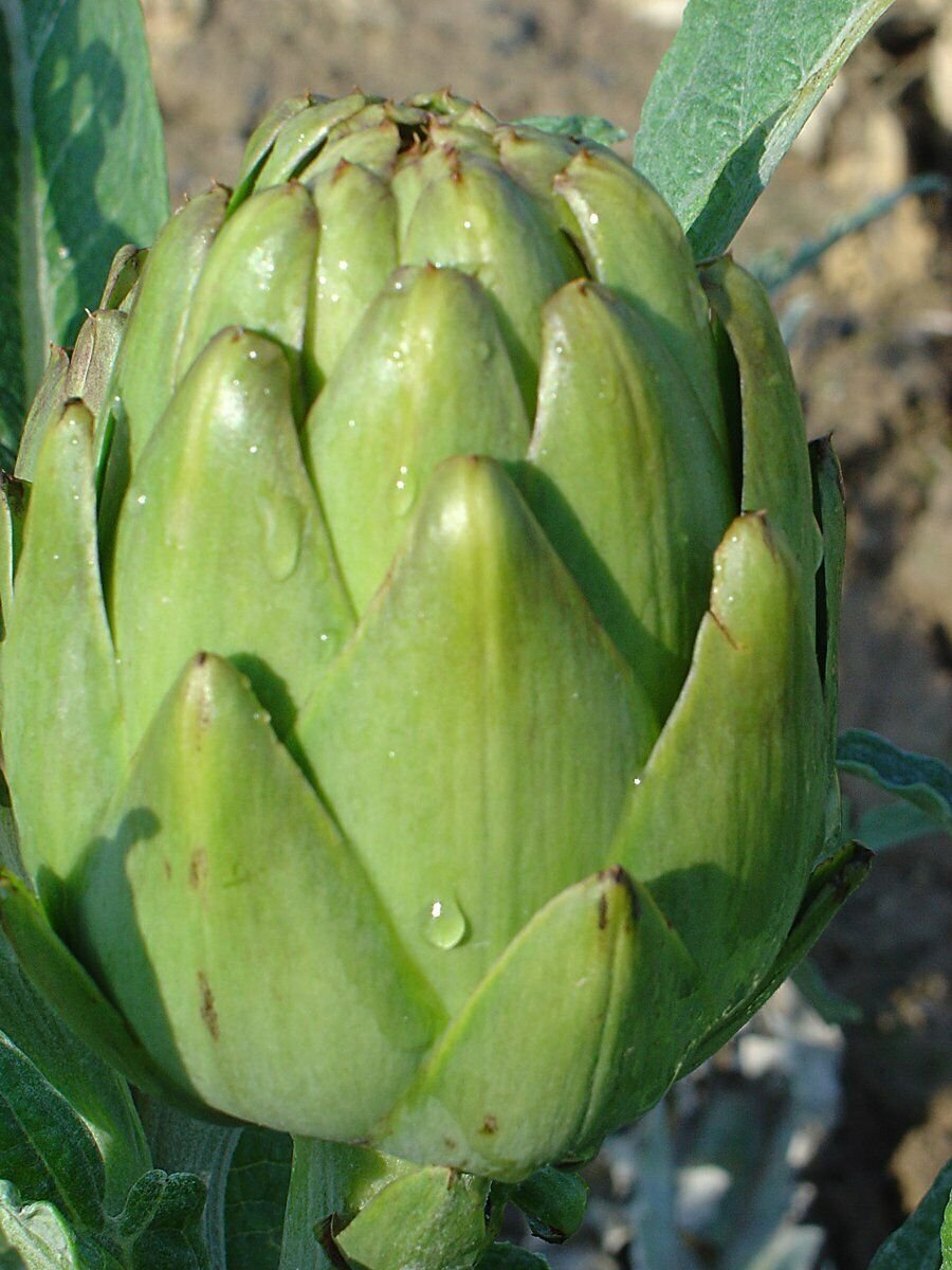 Super Seeds Artichoke Green Of Provence 30 Pcs