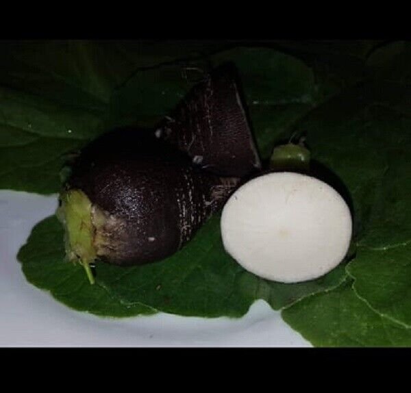 Super Seeds Black Radish Round Black Radish 200 Pcs Garden