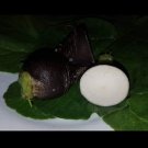 Super Seeds Black Radish Round Black Radish 200 Pcs Garden