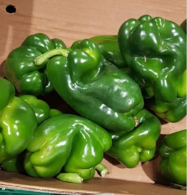 Super Seeds Red Pepper Orchard Sweet Pepper From Spain 100 Pcs