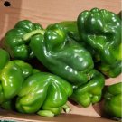 Super Seeds Red Pepper Orchard Sweet Pepper From Spain 100 Pcs