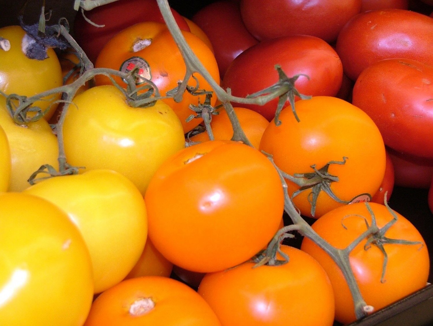 Super Seeds Indeterminate Tomato Oro Delicious 100 Pcs