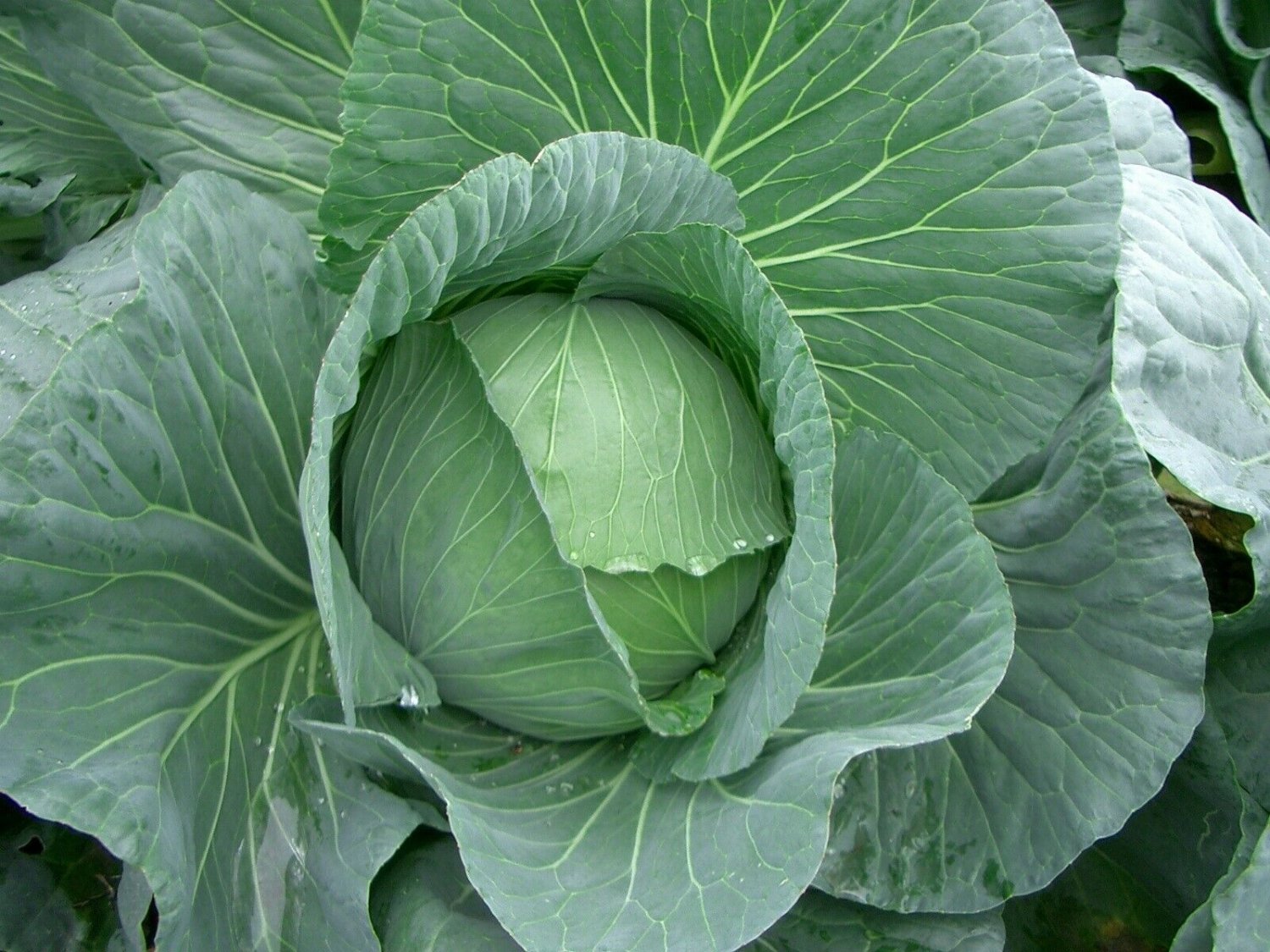 Super Seeds Brunswick Cabbage Giant Cabbage 500 Pcs