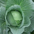 Super Seeds Brunswick Cabbage Giant Cabbage 500 Pcs