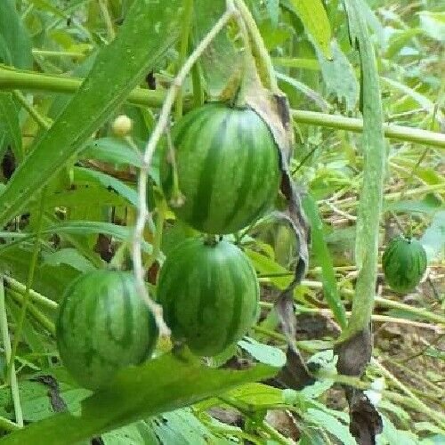 Super Seeds Edible Mini Watermelon Solanum Caripense Tzimbalo 22 Pcs Weeping Cucumber