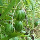 Super Seeds Edible Mini Watermelon Solanum Caripense Tzimbalo 22 Pcs Weeping Cucumber