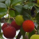 Super Seeds Edible Fruit Orchard Garden Strawberry Tree Arbutus Unedo 30 Pcs