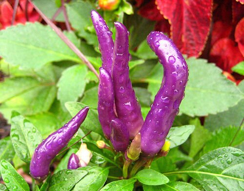 Super Seeds Chili Pepper Violet Cayenne 60 Pcs
