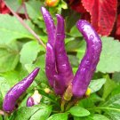 Super Seeds Chili Pepper Violet Cayenne 60 Pcs