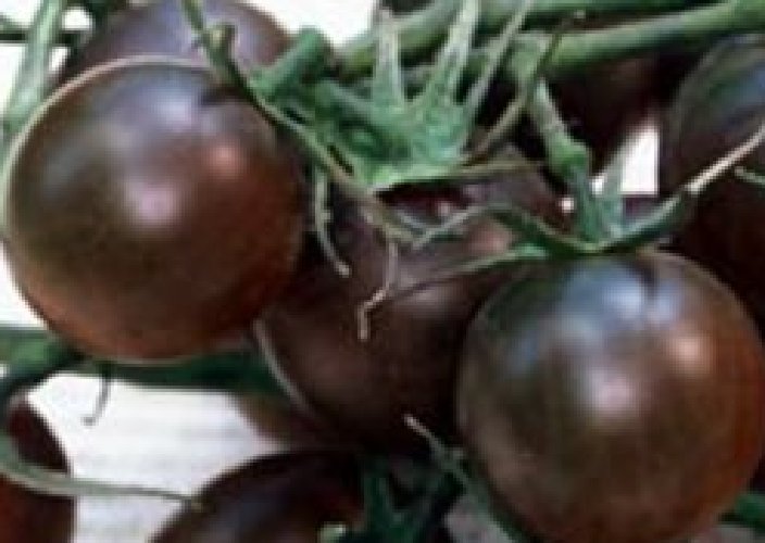 Super Seeds Tomato Black Cherry 70 Pcs Black Chocolate Garden