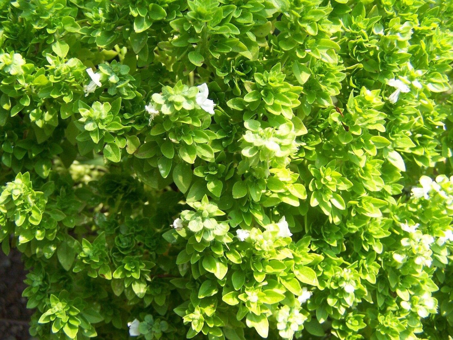 Super Seeds Aromatic Vegetable Basil Leaf Fine Ocimum 1000 Pcs