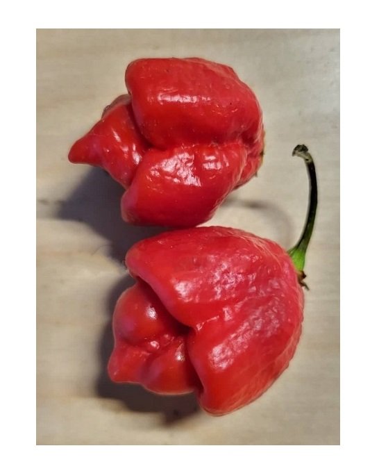 Super Seeds Extremely Hot Chili Trinidad Moruga Escorpion 15 Pcs