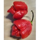 Super Seeds Extremely Hot Chili Trinidad Moruga Escorpion 15 Pcs