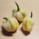Super Seeds White Habanero Giant 15 Pcs
