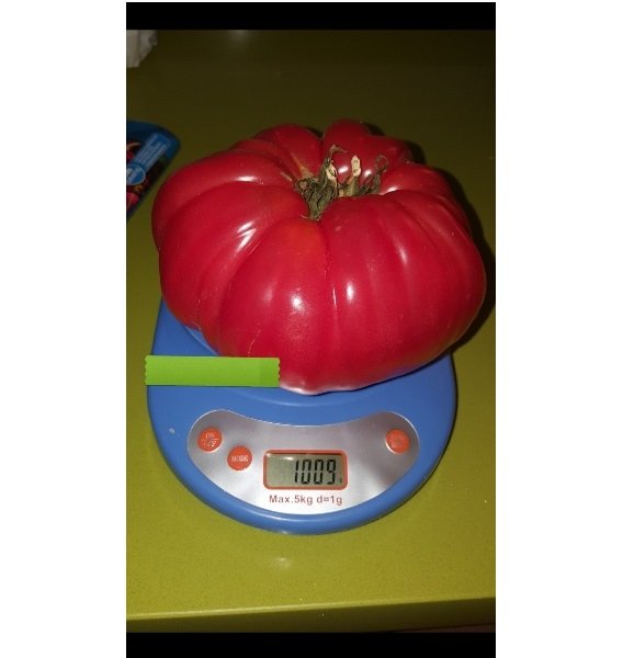 Super Seeds Record Weight For Tomato Up To 3kg 25 Pcs