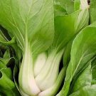 Super Seeds Chinese Cabbage Collar Pak Choi 500 Pcs