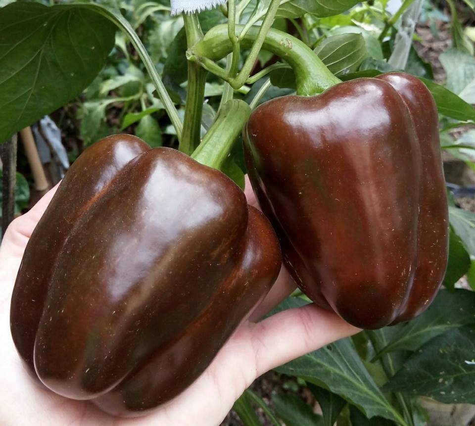Super Seeds Chocolate Pepper 40 Pcs
