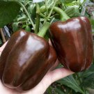 Super Seeds Chocolate Pepper 40 Pcs