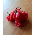 Super Seeds Slightly Spicy Flavorful Chili Aji Cachucha 15 Pcs