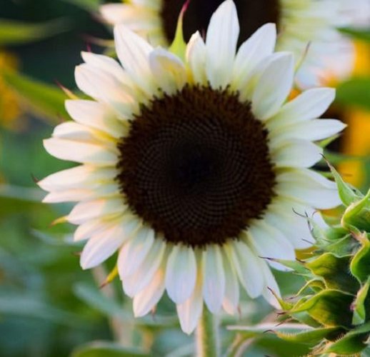 Super Seeds Helianthus White Nite White Sunflower 10 Pcs