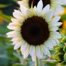 Super Seeds Helianthus White Nite White Sunflower 10 Pcs