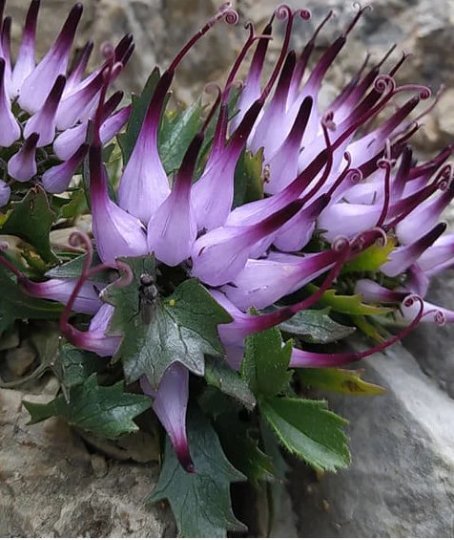Super Seeds The Rampion Alpine Flowers 10 Physoplexis Comosa Devils Claw Pcs