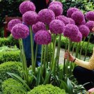 Super Seeds Allium Giganteum Purple Giant Onion Flower 50 Pcs Garden Flowers