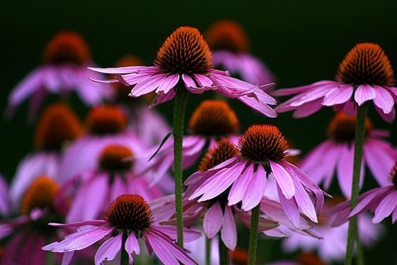 Super Seeds Medicinal Echinacea Echinacea Purpurea 1000 Pcs