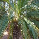 Super Seeds Bonsai Palmera Enana Phoenix Roebelenii 10 Pcs