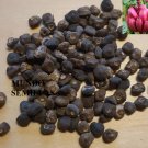 Super Seeds Original & Edible Pink Plane Velutina Musa 6 Pcs