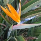 Super Seeds Strelitzia Reginae Ave Del Paraiso 5 Fresh Pcs