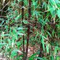 Super Seeds Moso Black Phyllostachys Nigra Black Bamboo 20 Pcs