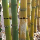 Super Seeds Worlds Greatest Dendrocalamus Bamboo 15 Pcs