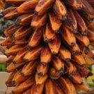 Super Seeds Garden Orchard Banana Tree Orange Banana Musa Bukensis 3 Pcs