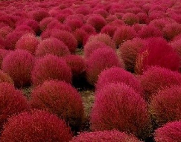 Super Seeds Bassia Scoparia Kochia False Cypress 400 Pcs