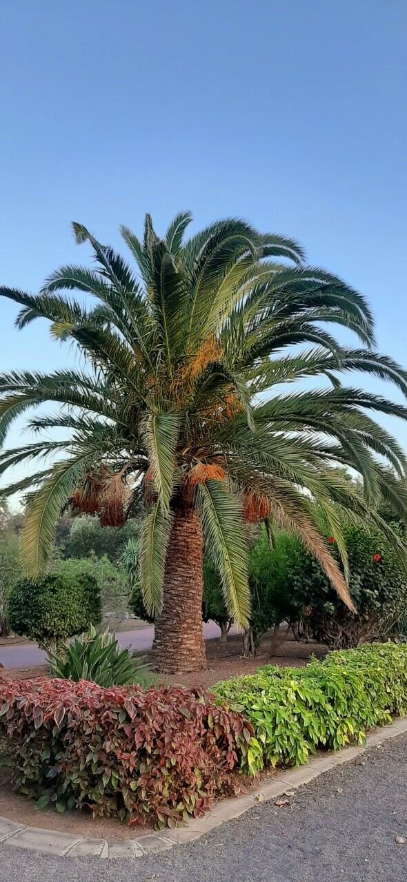 Super Seeds Canary Palm Phoenix Canariensis 12 Pcs Semi