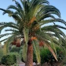Super Seeds Canary Palm Phoenix Canariensis 12 Pcs Semi