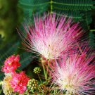 Super Seeds Samanea Saman Rain Tree 5 Pcs