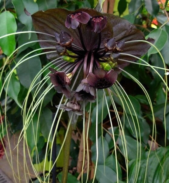 Super Seeds Tacca Chantrieri Black Bat Flower 10 Pcs
