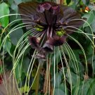 Super Seeds Tacca Chantrieri Black Bat Flower 10 Pcs