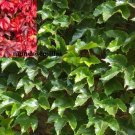 Super Seeds Parthenocissus Tricuspidata Creeper Virgin Vine 40 Fresh Pcs