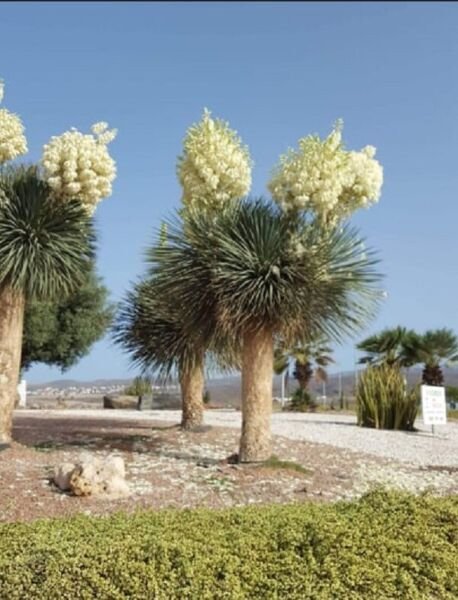 Super Seeds Spectacular Flowering Yucca Elata 10 Fresh Pcs