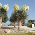 Super Seeds Spectacular Flowering Yucca Elata 10 Fresh Pcs