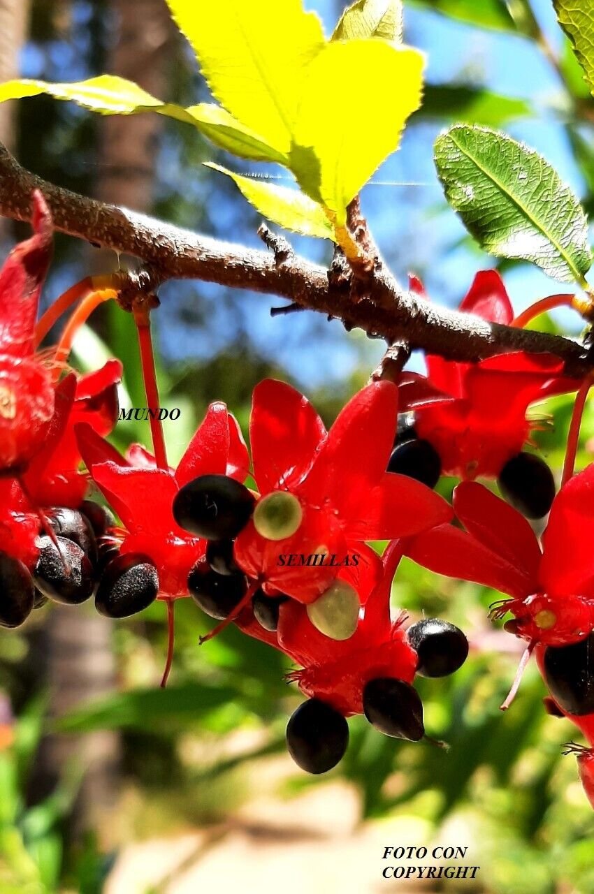 Super Seeds Scented Flowers Mickey Mouse Flower Ochna Serrulata 5 Pcs