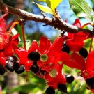 Super Seeds Scented Flowers Mickey Mouse Flower Ochna Serrulata 5 Pcs
