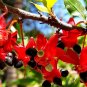 Super Seeds Scented Flowers Mickey Mouse Flower Ochna Serrulata 5 Pcs