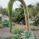 Super Seeds Gooseneck Flower Succulent Agave Attenuata 20 Pcs