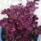 Super Seeds Sedum Spurium Ideal For Rockery 100 Pcs Of Sedum Sangre De