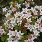 Super Seeds Cat Grape Very Pretty White Flowers For Garden 100 Pcs Of