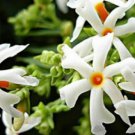 Super Seeds Nyctanthes Arbor Tristis 10 Night Blooming Jasmine Pcs